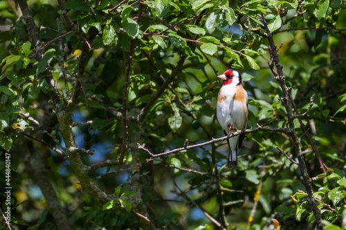 European goldfinch perching on a branch in the woods on a sunny day, England, UK