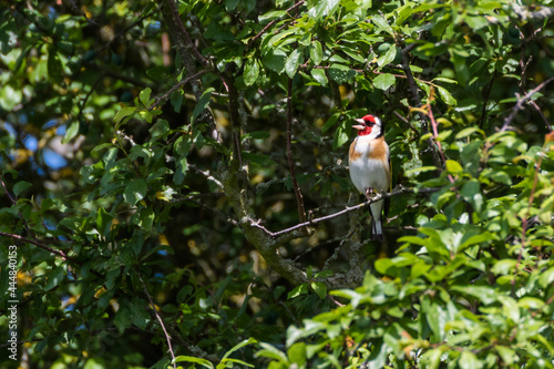 European goldfinch singing on a branch in the woods on a sunny day, England, UK
