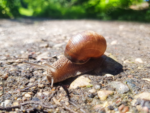 The grape snail Helix pomatia crawls on the ground. Snail with a shell