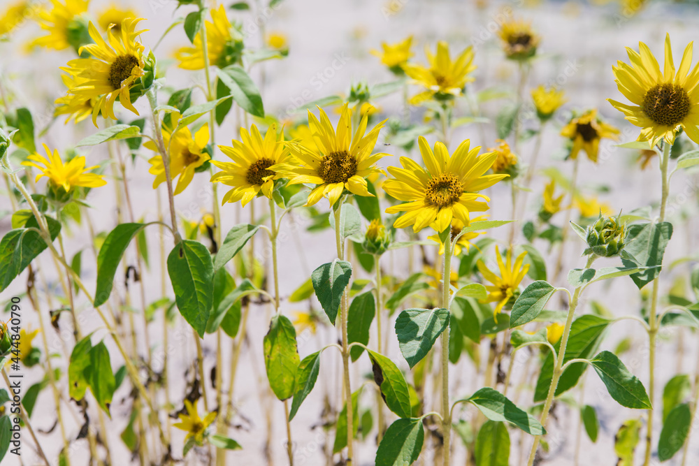 Small sunflower flowers grow on the sand. Background of yellow flowers.