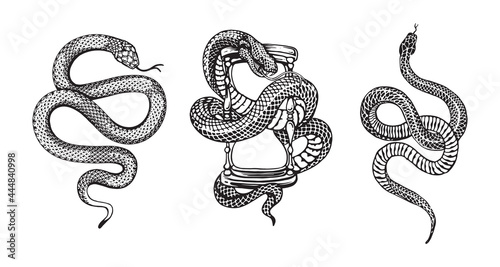 snakes illustrations vector design elements for designers photo