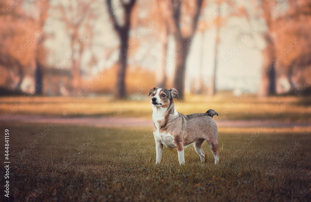 Obraz premium Dog on the field