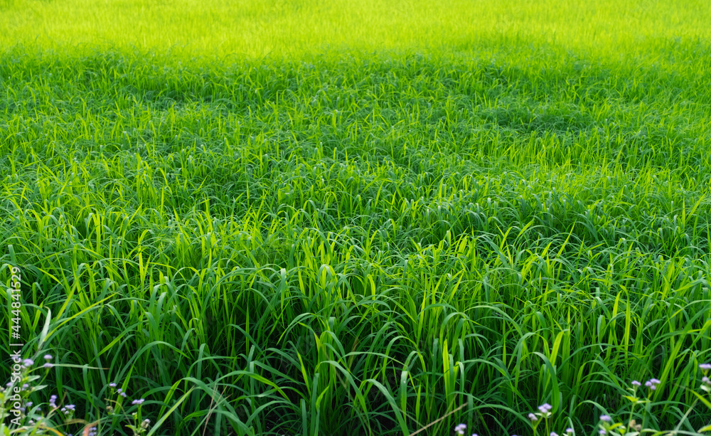 A front selective focus picture of fresh green grass field in the morning sunrise. A front selective focus picture of fresh green grass field in the morning sunrise.