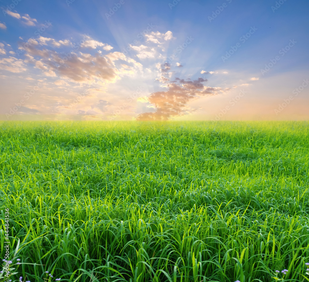 A front selective focus picture of green grass field with blurred summer sunrise sky background. A front selective focus picture of green grass field with blurred summer sunrise sky background.
