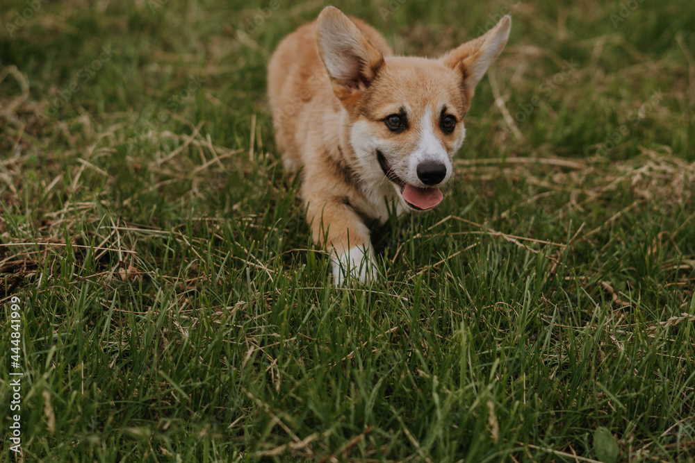 corgi puppy in grass corgi puppy in grass