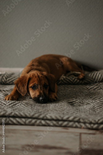 dog sleeping on the floor
