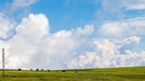 美ヶ原 湧き立つ雲と放牧される牛