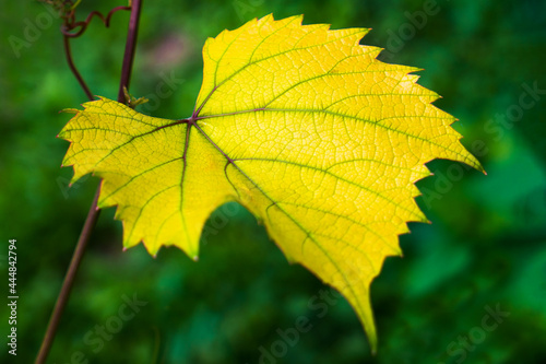Close-up of a yellow grape leaf.