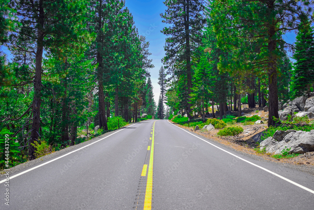 Road In The Yosemite Forest Road In The Yosemite Forest