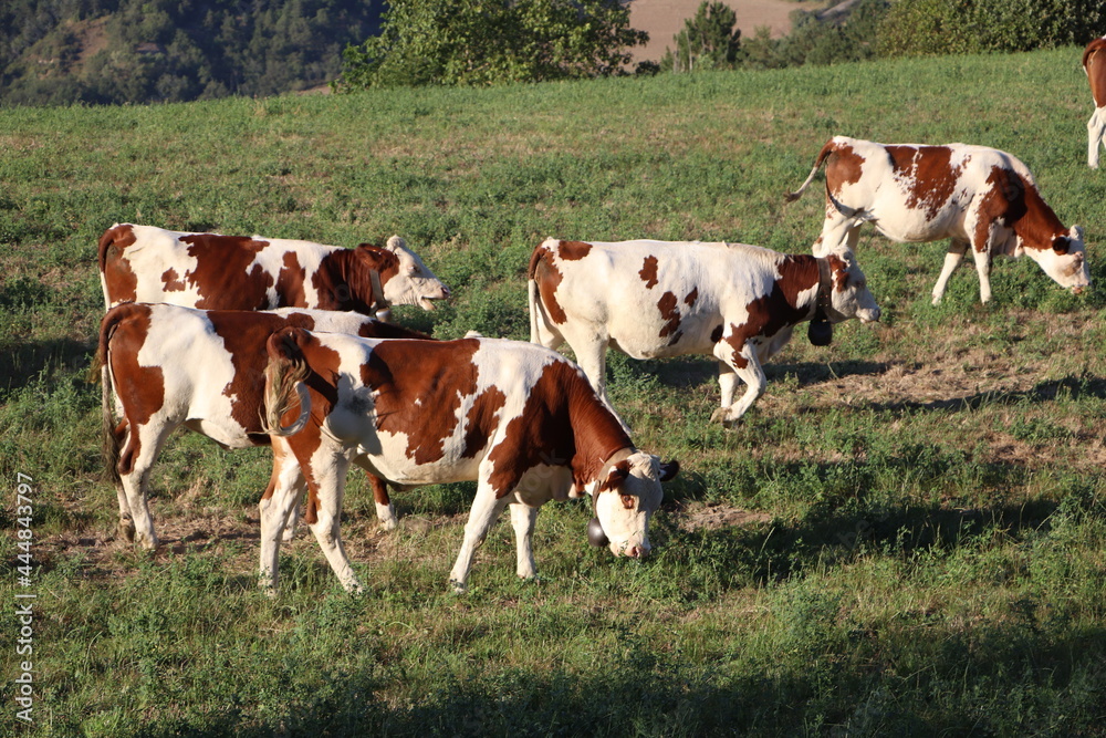 Country cows in Grenoble, Capital of the French Alps Country cows in Grenoble, Capital of the French Alps