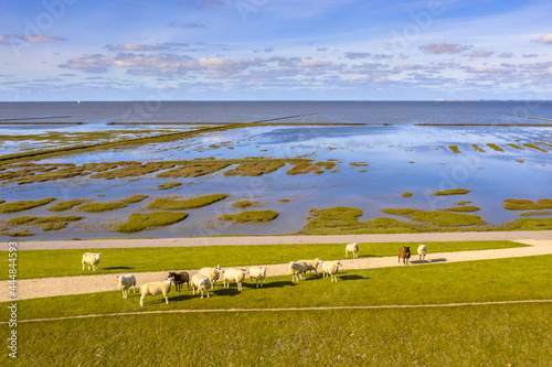 Aerial view sea dike with sheep Waddensea photo