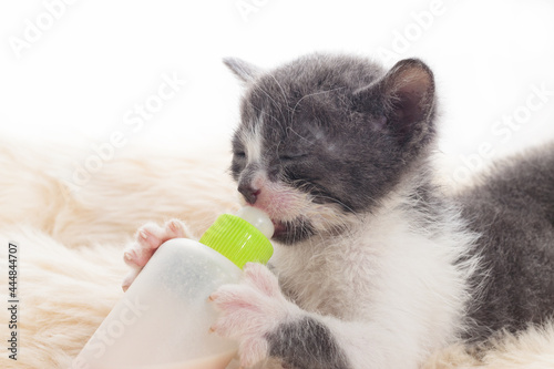 newborn cat drinking milk from the bottle © PhotoProAD