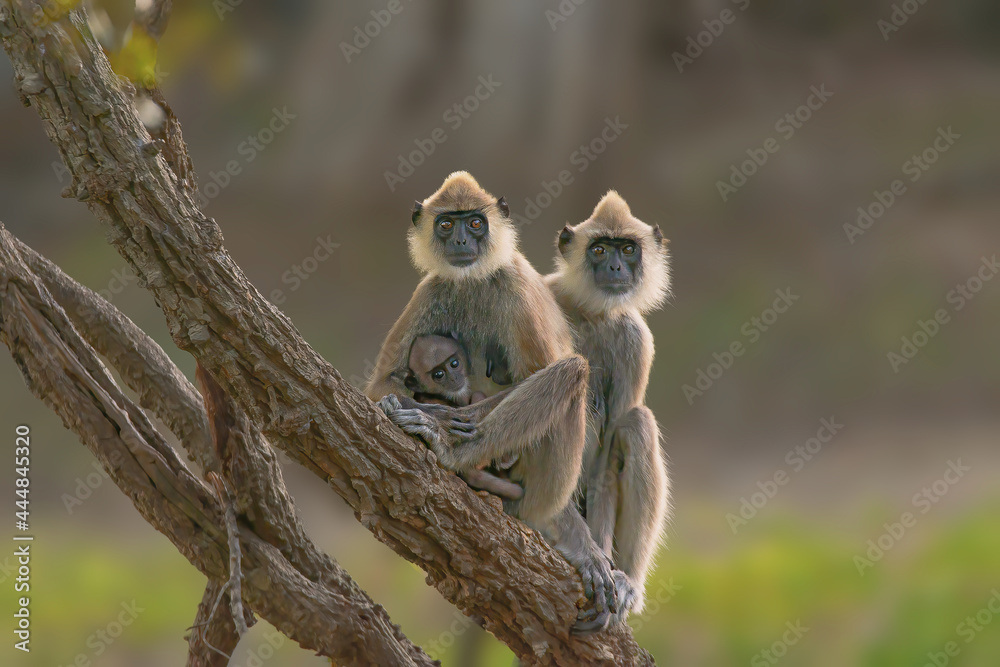 Obraz premium The Gray langur family