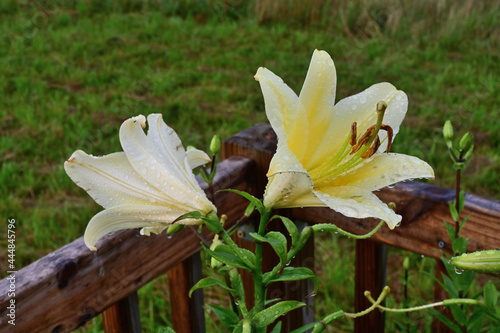 Yellow Trumpet Lily