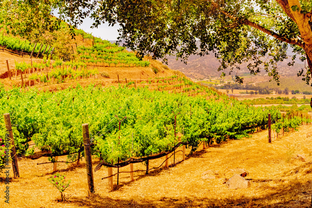 San Diego County's vineyards are grow over the hillsides and valleys