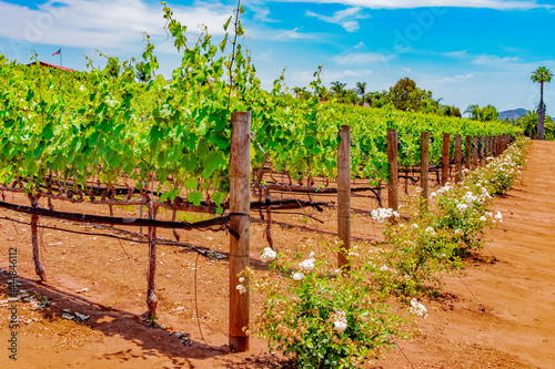 San Diego County's vineyards are lush with spring growth and roses photo