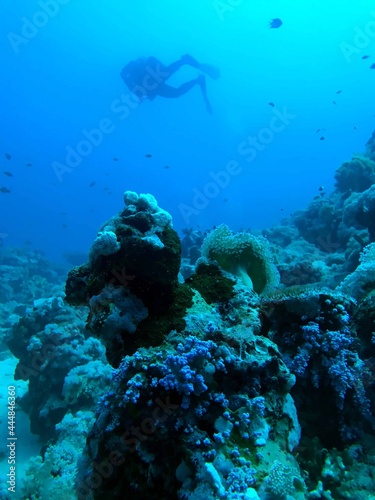 diver and coral