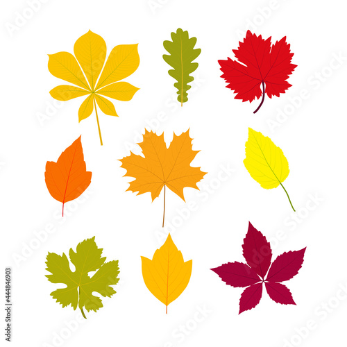 Set of bright autumn leaves of various trees and bushes. Flat vector design elements