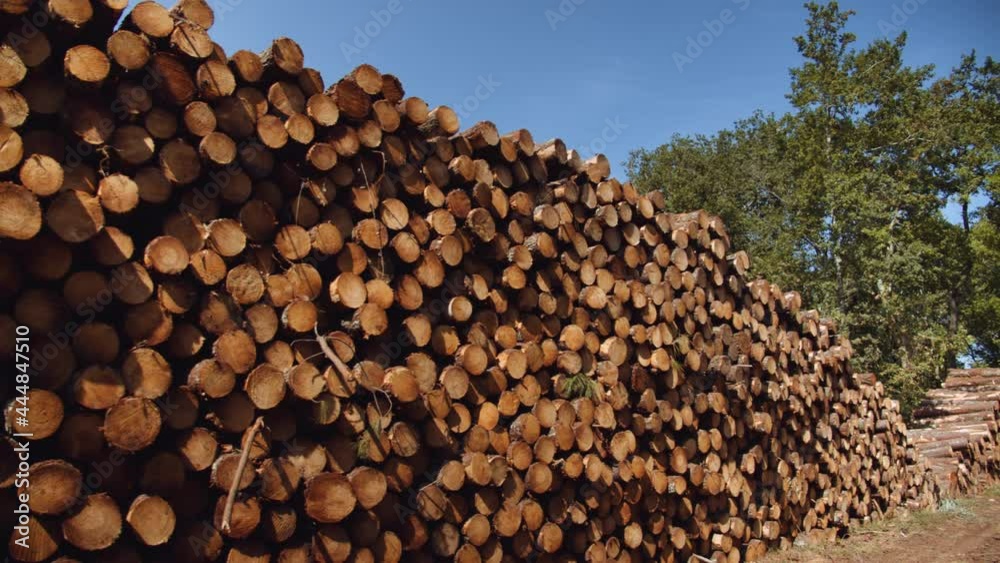 Pile of Logs Drying After Being Cut from a Woodland Pile of Logs Drying After Being Cut from a Woodland