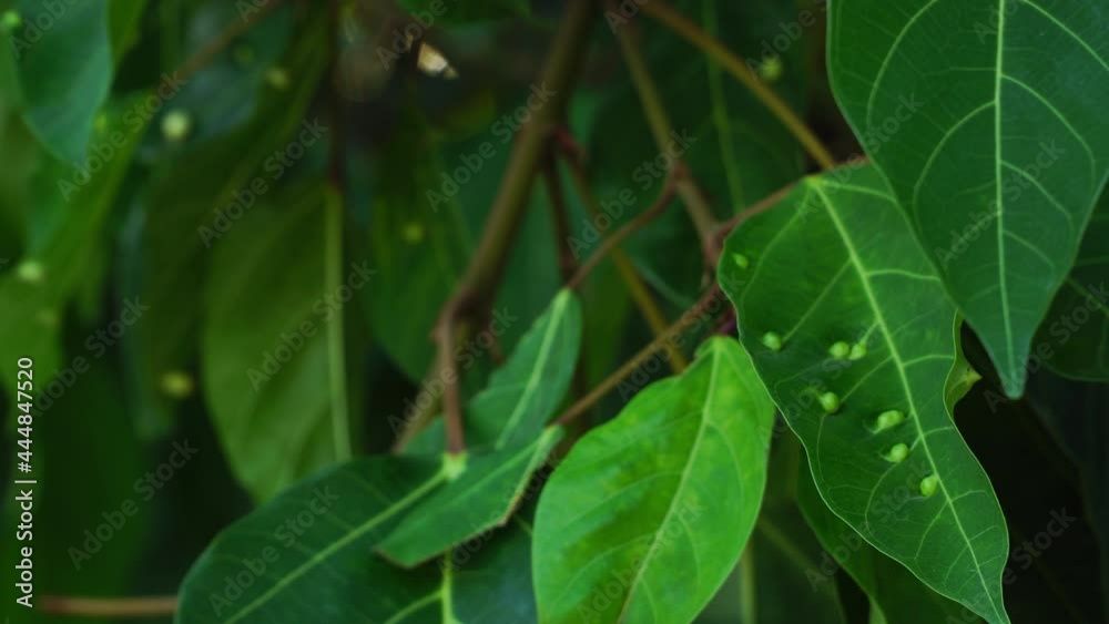 Close up on galls covering infected rambutan leaves Close up on galls covering infected rambutan leaves