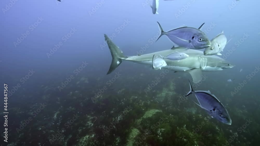 Battle Scarred Great White Shark Carcharodon carcharias 4k badly scarred shark close ups Neptune Islands South Australia Battle Scarred Great White Shark Carcharodon carcharias 4k badly scarred shark close ups Neptune Islands South Australia