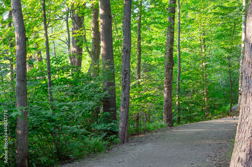beautiful forest path green environment summer leaf trees in the woods