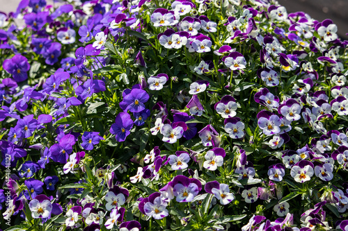 A lush blooming pansy bush  a combination of blue  purple and white