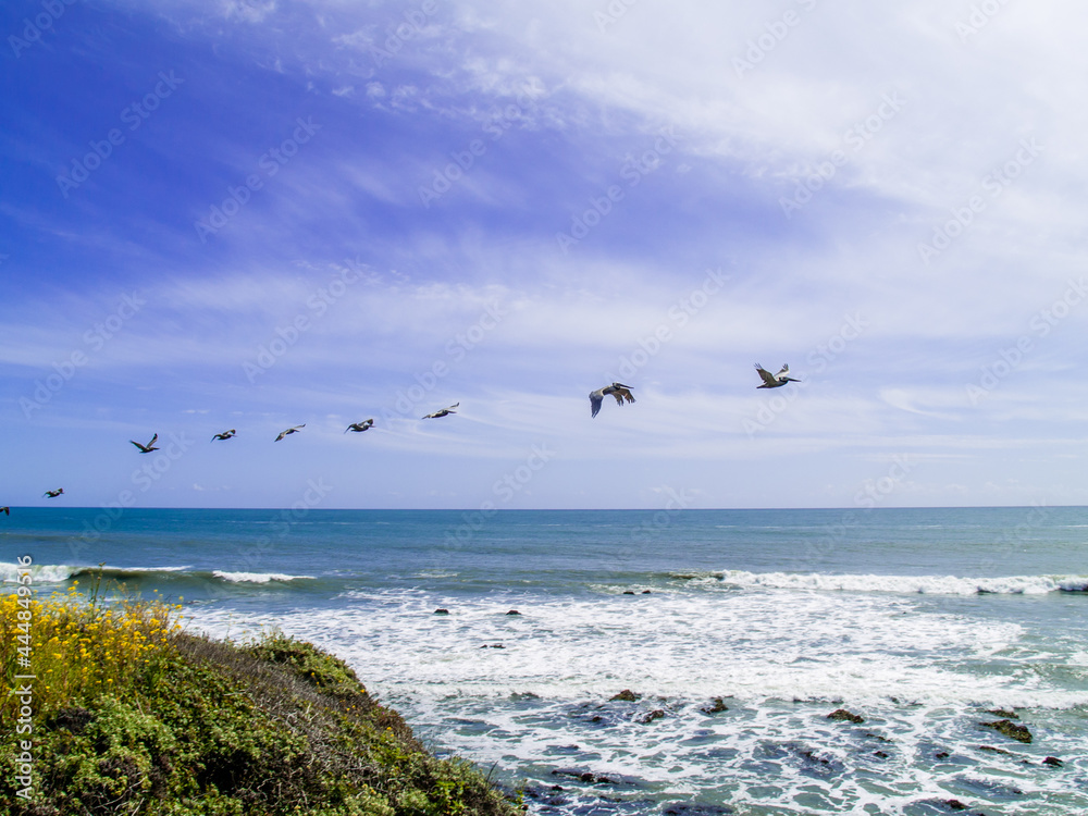 Fototapeta premium pacific ocean birds