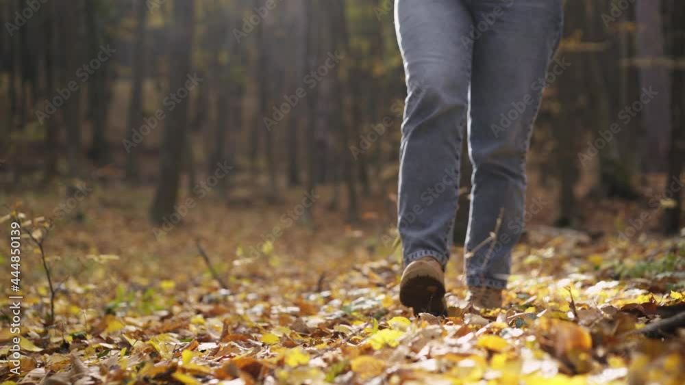 Woman tourist in light blue jeans walks along picturesque autumn forest with fallen colorful yellow leaves covering ground on sunny day close low angle shot