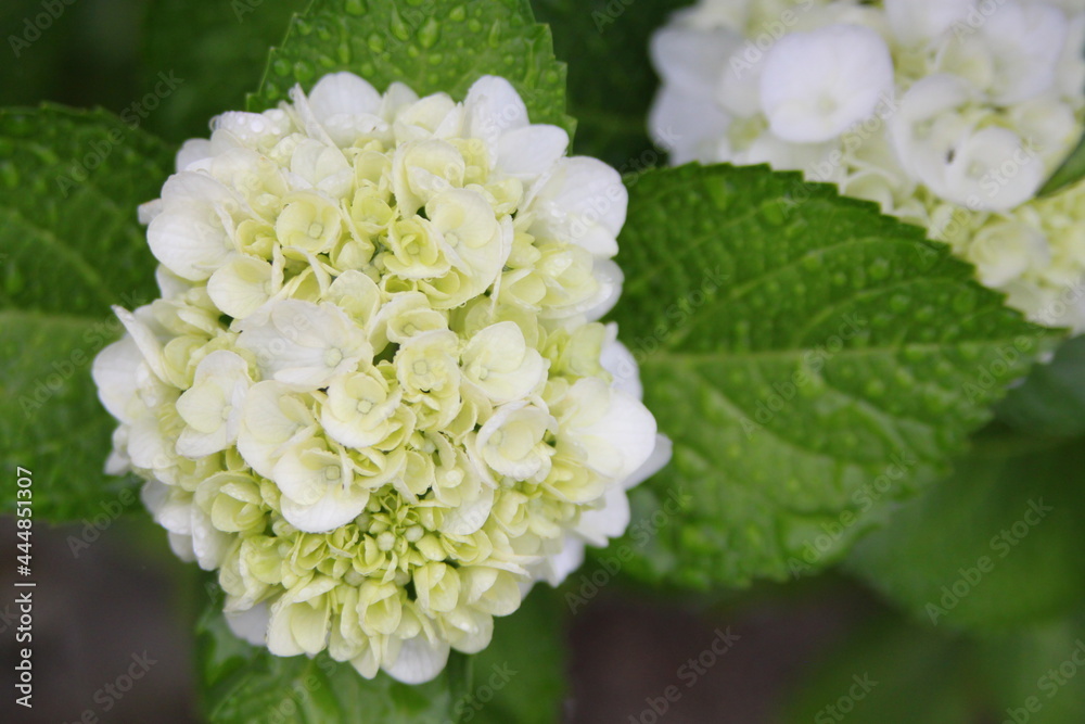 白い紫陽花 白い紫陽花