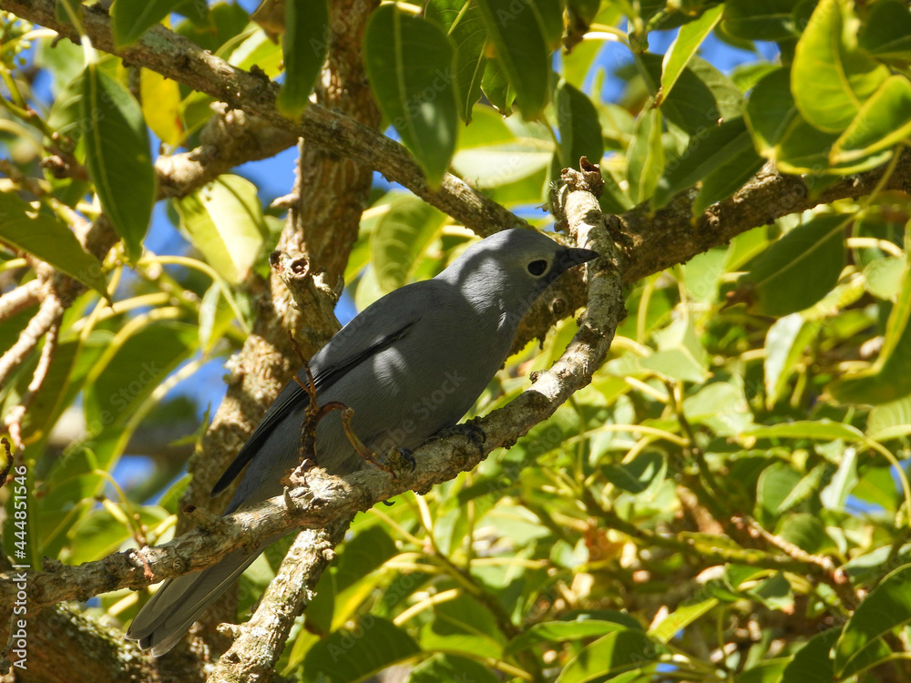 A grey cuckooshrike isolated hunting for prey in the South African bush A grey cuckooshrike isolated hunting for prey in the South African bush