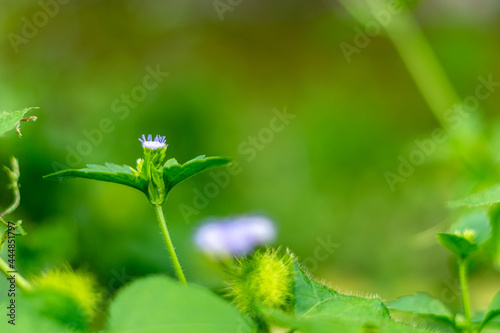 The purple tiny flower