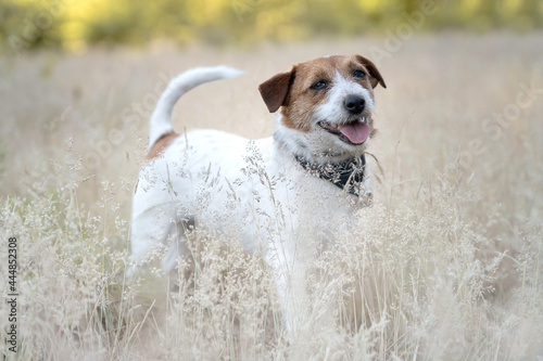 jack russell terrier stoi w trawie