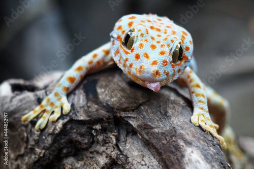 closed up the gecko is crawling on a log 