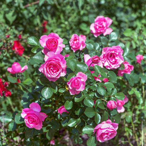 Standard rose "Fiesta" - flowers are densely double, large (6-8 cm in diameter), slightly fragrant and painted in a deep pink or terracotta color.