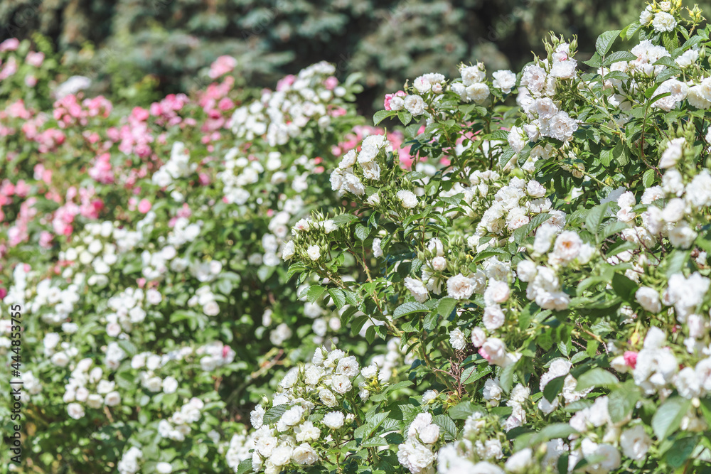 Rose Iceberg - white, flat, cupped, medium-double (25-35 petals) flowers, with a mild aroma, in numerous inflorescences.