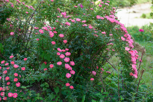 Rose  Ros   wine  is a delightfully delicate variety  which is a large cloud of slightly pale flowers  round in shape.