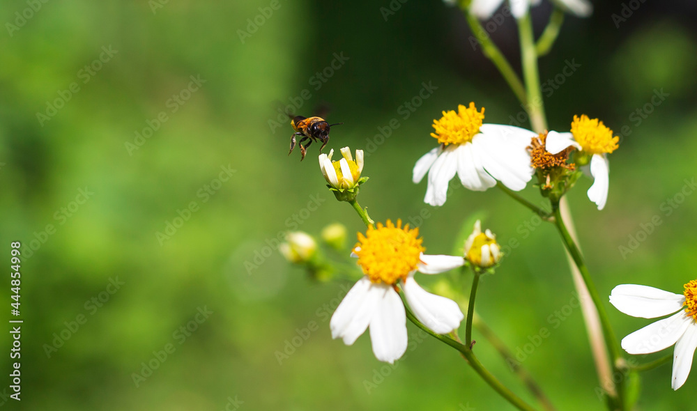 bee on a flower in the garden bee on a flower in the garden
