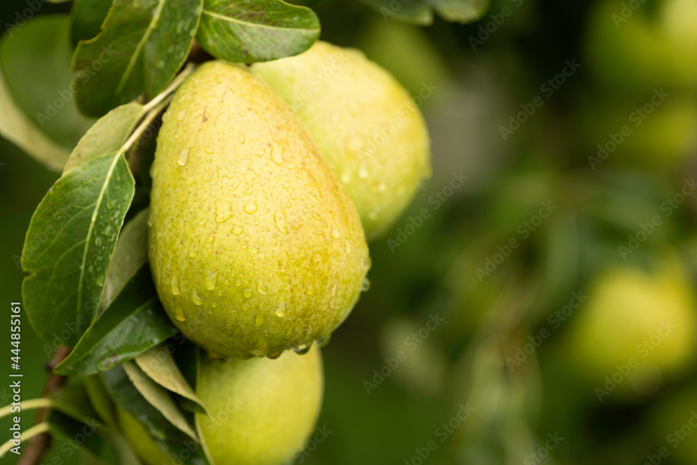 Yellow Bartlett Pears on a Tree in Odell, Oregon