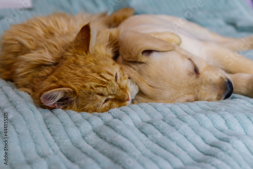 Small cute labrador retriever puppy dog and young cat on a bed. Friendship of pets