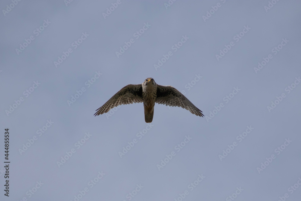 Obraz premium hawk in flight