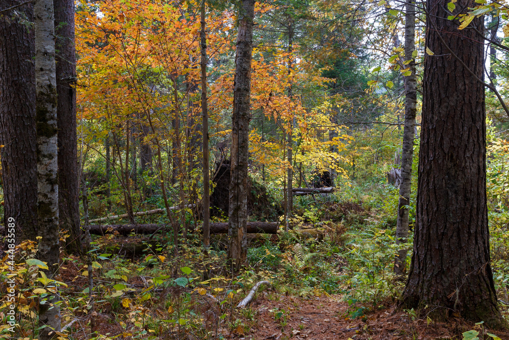 Fototapeta premium Sikhote-Alin Biosphere Reserve. Far Eastern reserved forest. The trunks of trees stand in a dense taiga forest in the reserve. Autumn forest.