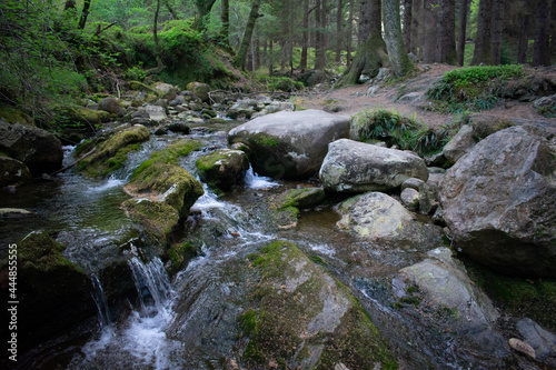 Fototapeta Naklejka Na Ścianę i Meble -  stream in the irish forest