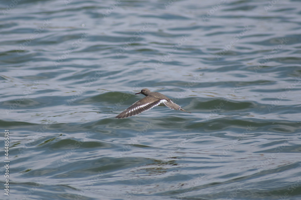 bird on the water bird on the water