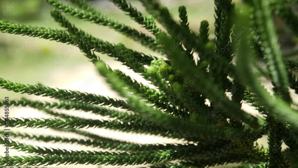 Closeup: pine tree needles and branch blowing in breeze on sunny day Closeup: pine tree needles and branch blowing in breeze on sunny day