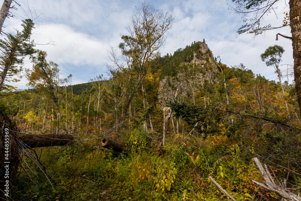 Fototapeta premium Sikhote-Alin Biosphere Reserve. Far Eastern reserved forest. Tall coniferous trees go into the sky in a dense impassable forest.