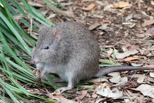 Long-nosed Potoroo feeding on mushroom photo