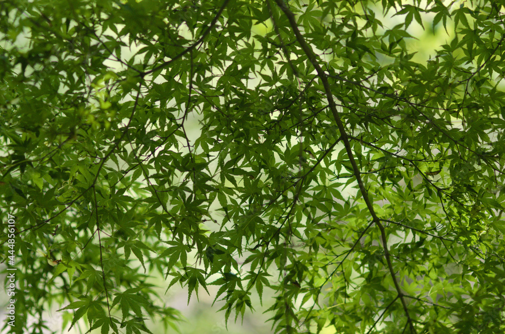 green leaves background green leaves background