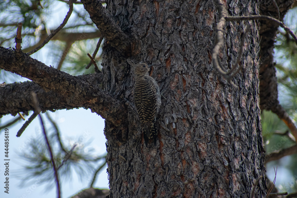 Obraz premium woodpecker on a tree