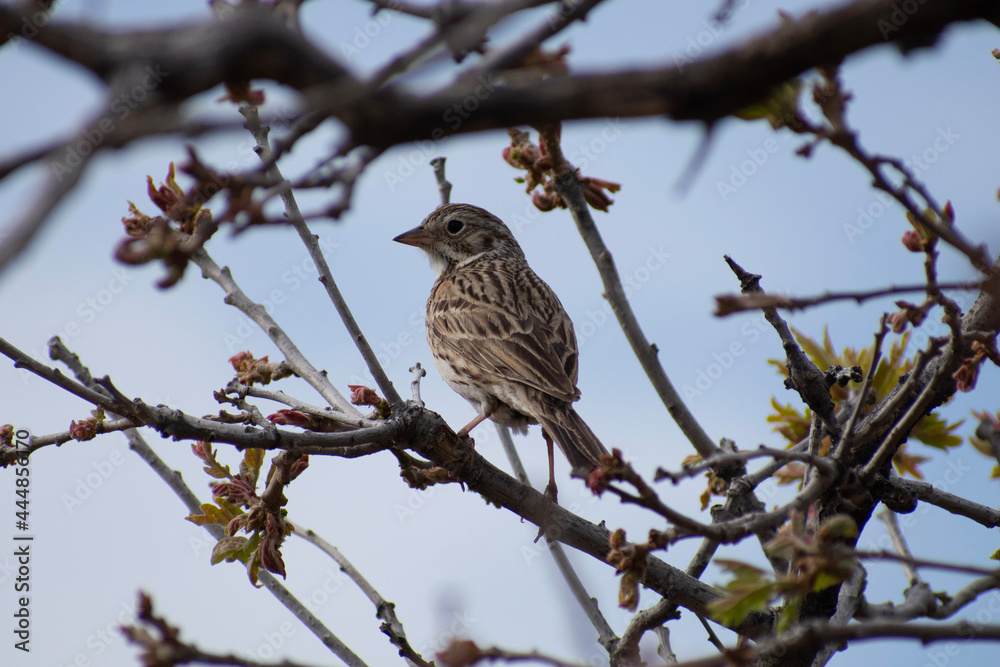 sparrow on branch sparrow on branch